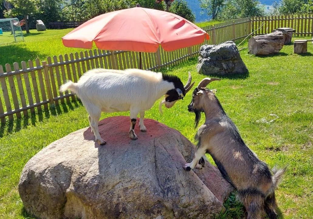 Biobauernhof Brandlhof Leilighet Ramsau am Dachstein Eksteriør bilde