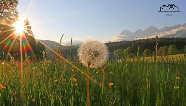 Biobauernhof Brandlhof Leilighet Ramsau am Dachstein Eksteriør bilde