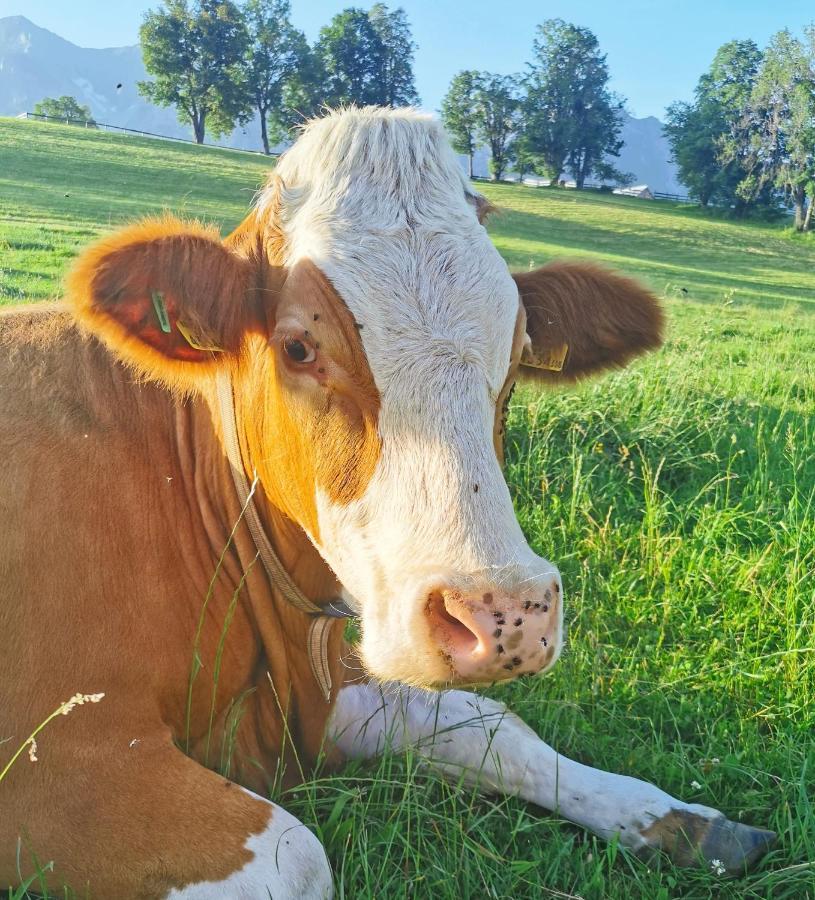Biobauernhof Brandlhof Leilighet Ramsau am Dachstein Eksteriør bilde