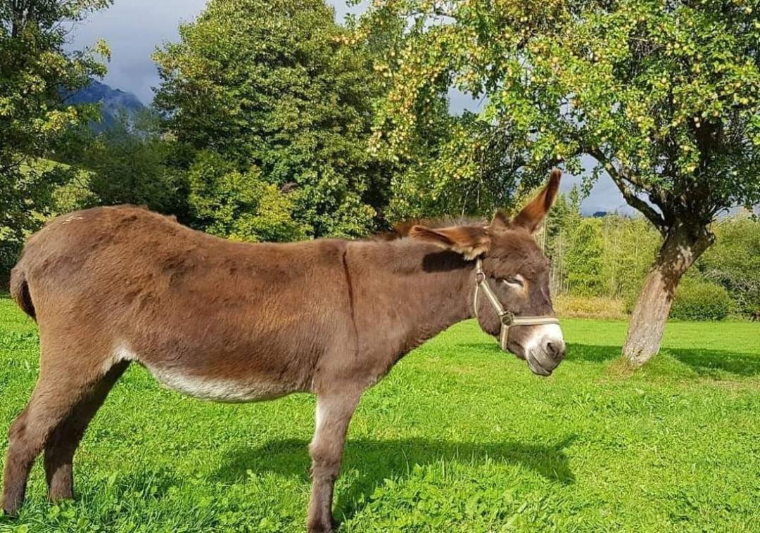 Biobauernhof Brandlhof Leilighet Ramsau am Dachstein Eksteriør bilde